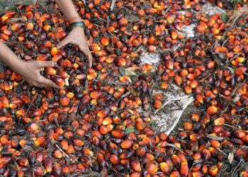 Palma yağı Azərbaycanın qida bazarında öz yerini genişləndirir – Bu “təhlükəlidirmi”?