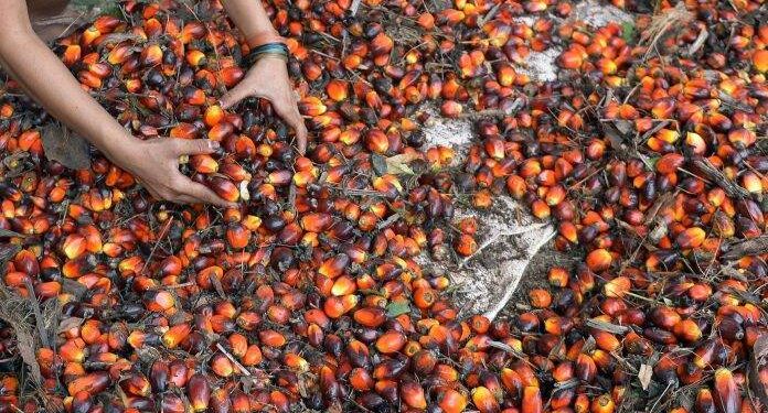 Palma yağı Azərbaycanın qida bazarında öz yerini genişləndirir – Bu “təhlükəlidirmi”?