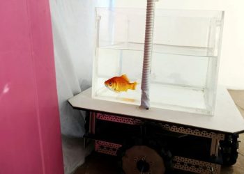 Qızıl balıqlar araba idərə etməyi öyrəndi: Quru mühitində yönlərini müyəyyən etməyi və gəzə bildikləri kəşf edilmişdir.