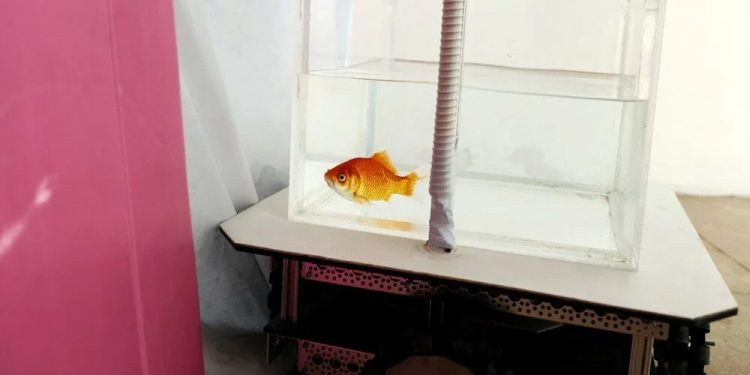 Qızıl balıqlar araba idərə etməyi öyrəndi: Quru mühitində yönlərini müyəyyən etməyi və gəzə bildikləri kəşf edilmişdir.